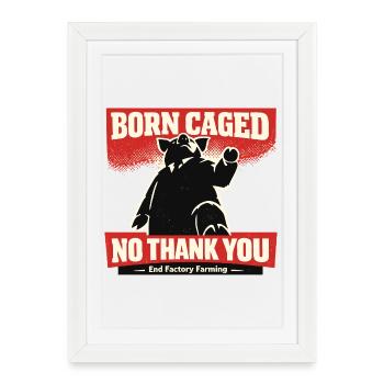 Born Caught – No Thanks Factory Farming - Framed poster (27 × 37 cm) - white - Front