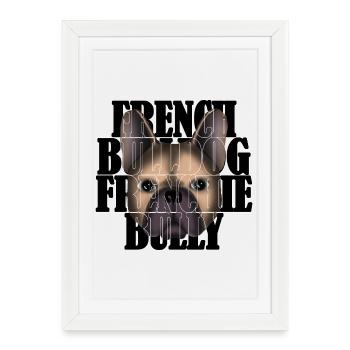 Français Bulldog Frenchie Bully R6Z - Affiche encadrée (27 × 37 cm) - blanc - Devant