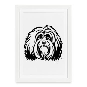 Havanese Head - Framed poster (27 × 37 cm) - white - Front