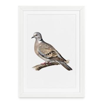 Turtledove naturalist illustration - Framed poster (27 × 37 cm) - white - Front