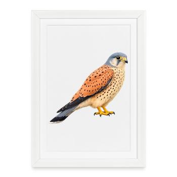 Common kestrel male - Framed poster (27 × 37 cm) - white - Front