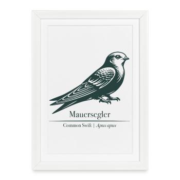 Swift Silhouette | Ornithology | Drawing - Framed poster (27 × 37 cm) - white - Front