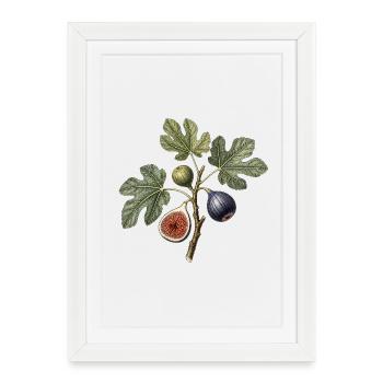 Feuille et figue gravure botanique - Affiche encadrée (27 × 37 cm) - blanc - Devant