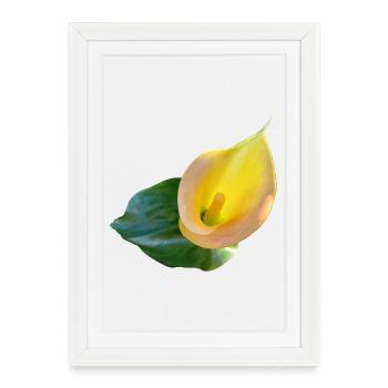 LYS CALLA JAUNE - Affiche encadrée (27 × 37 cm) - blanc - Devant