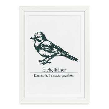Jay Silhouette | Ornithology | Drawing - Framed poster (27 × 37 cm) - white - Front