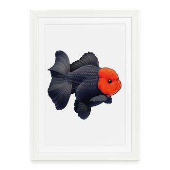 Oranda de grade noir avec poisson rouge du quartier général des Cheveux Rouges - Affiche encadrée (27 × 37 cm) - blanc - Devant