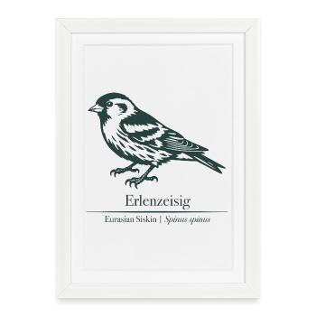 Siskin Silhouette | Ornithology | Drawing - Framed poster (27 × 37 cm) - white - Front