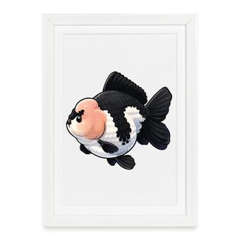 Poissons rouges de qualité noire et blanche Oranda de haute qualité - Affiche encadrée (27 × 37 cm) - blanc - Devant