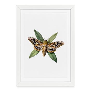 Sphinx du laurier-rose et Feuillage Botanique - Affiche encadrée (27 × 37 cm) - blanc - Devant