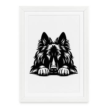 Tervueren Head with Paws - Framed poster (27 × 37 cm) - white - Front