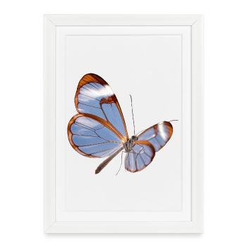 Glasswing Butterfly Transparent Design - Framed poster (27 × 37 cm) - white - Front