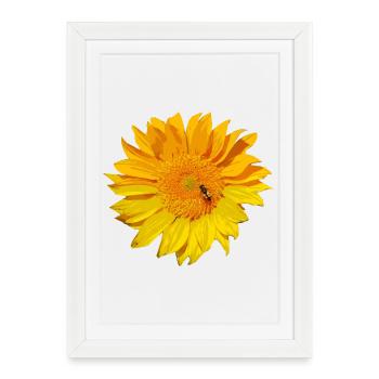 sunflower - Framed poster (27 × 37 cm) - white - Front