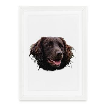 Münsterländer, dogs, hunting dog - Framed poster (27 × 37 cm) - white - Front