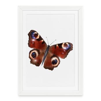 magnifique papillon paon - Affiche encadrée (27 × 37 cm) - blanc - Devant