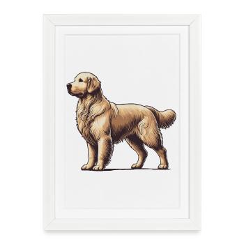 Golden retriever - Affiche encadrée (27 × 37 cm) - blanc - Devant