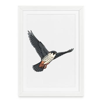 Faucon arboricole oiseau de proie - Affiche encadrée (27 × 37 cm) - blanc - Devant