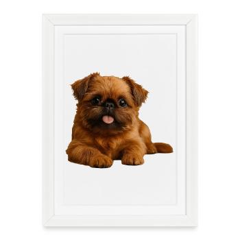 Griffon nain belge Griffon de Bruxelles - Affiche encadrée (27 × 37 cm) - blanc - Devant