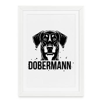 Dobermann - Affiche encadrée (27 × 37 cm) - blanc - Devant