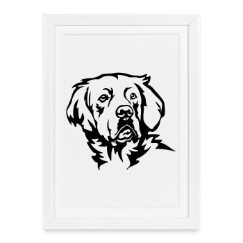 Tête de Golden Retriever - Affiche encadrée (27 × 37 cm) - blanc - Devant