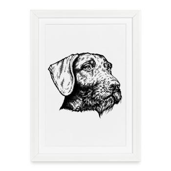 Portrait allemand à poil dur - Affiche encadrée (27 × 37 cm) - blanc - Devant