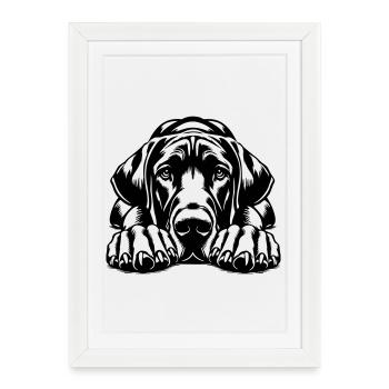 Dogue allemand - Affiche encadrée (27 × 37 cm) - blanc - Devant