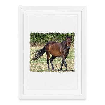 Cheval brun au pas dans une prairie - Affiche encadrée (27 × 37 cm) - blanc - Devant