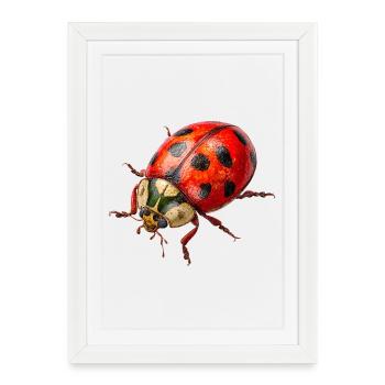 Ladybugs as lucky charms - Framed poster (27 × 37 cm) - white - Front
