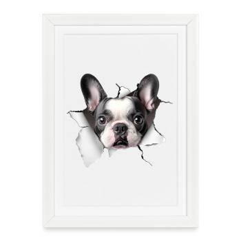 Bouledogue français - Affiche encadrée (27 × 37 cm) - blanc - Devant