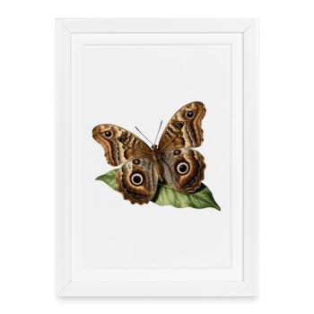 Caligo eurilochus — Naturalistic owl butterfly - Framed poster (27 × 37 cm) - white - Front