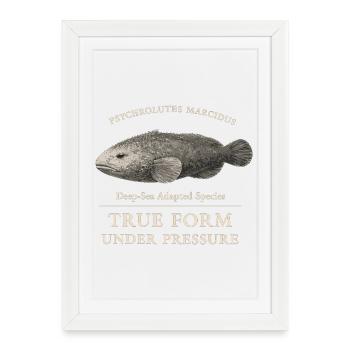 Blobfish True Form Under Pressure – Psychrolutes - Framed poster (27 × 37 cm) - white - Front