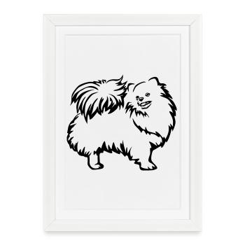 Spitz nain - Affiche encadrée (27 × 37 cm) - blanc - Devant