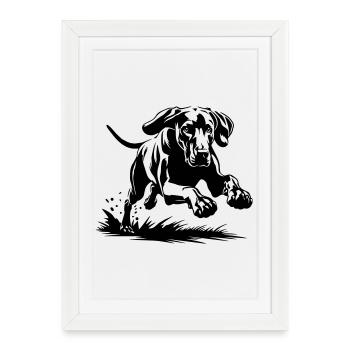 Weimaraner - Affiche encadrée (27 × 37 cm) - blanc - Devant