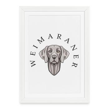 Weimaraner - Affiche encadrée (27 × 37 cm) - blanc - Devant