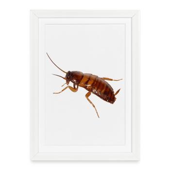 Cockroach insect cockroach cockroach - Framed poster (27 × 37 cm) - white - Front
