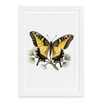 Papillon Machaon - gravure dessin - Affiche encadrée (27 × 37 cm) - blanc - Devant
