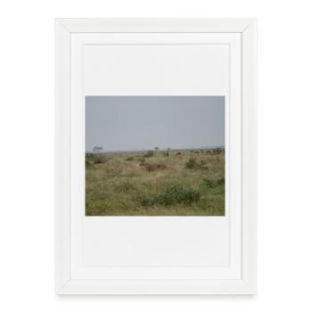 Lion dans la savane au crépuscule - Affiche encadrée (27 × 37 cm) - blanc - Devant