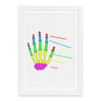 Hand Bone Anatomy Human Evolution Physio - Framed poster (27 × 37 cm) - white - Front