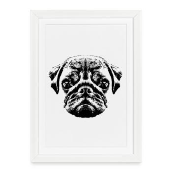 Chiot carlin / bébé carlin / visage de carlin - Affiche encadrée (27 × 37 cm) - blanc - Devant