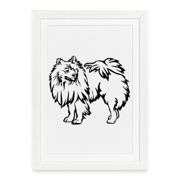 Spitz - Affiche encadrée (27 × 37 cm) - blanc - Devant