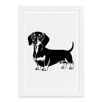 Teckel - Affiche encadrée (27 × 37 cm) - blanc - Devant