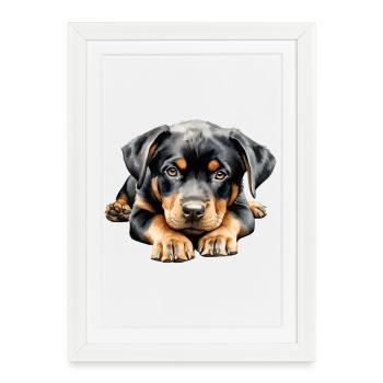 Chiot Rottweiler - Affiche encadrée (27 × 37 cm) - blanc - Devant