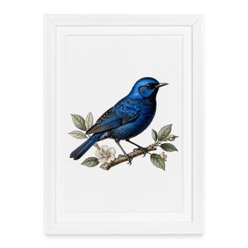Oiseau bleu Mérion splendide (Malurus splendens) - Affiche encadrée (27 × 37 cm) - blanc - Devant