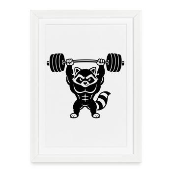 Muscle raton laveur souleve une barre - Affiche encadrée (27 × 37 cm) - blanc - Devant