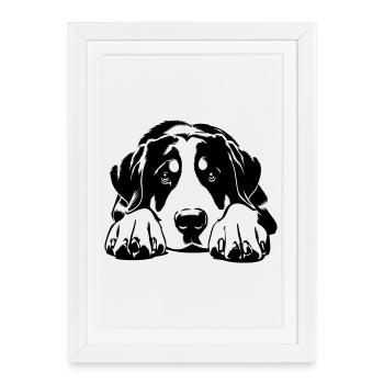 Greater Swiss Mountain Dog - Framed poster (27 × 37 cm) - white - Front