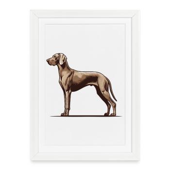 Weimaraner - Framed poster (27 × 37 cm) - white - Front