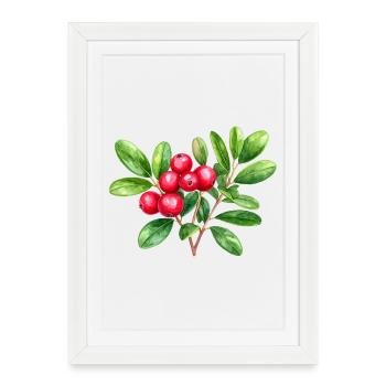 Lingonberry – aquarelle botanique - Affiche encadrée (27 × 37 cm) - blanc - Devant