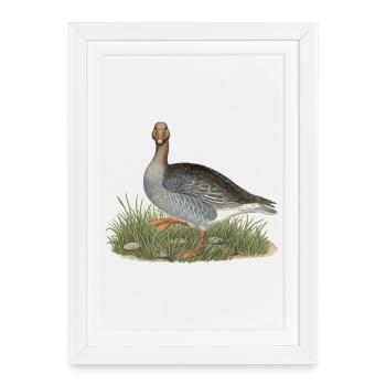 Art vintage de l’oie grise, illustration d’oiseaux sauvages - Affiche encadrée (27 × 37 cm) - blanc - Devant