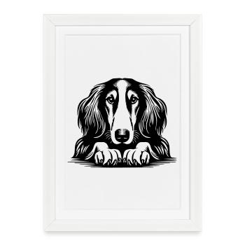 Tête de Saluki avec pattes - Affiche encadrée (27 × 37 cm) - blanc - Devant