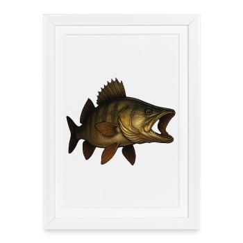 Illustration détaillée du poisson sandre - Affiche encadrée (27 × 37 cm) - blanc - Devant