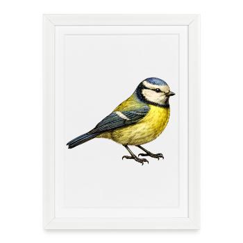 Illustration bleue – Motif nature de petit oiseau - Affiche encadrée (27 × 37 cm) - blanc - Devant